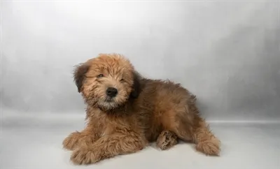 Male Soft Coated Wheaten Terrier puppy for sale at Beach Blvd.