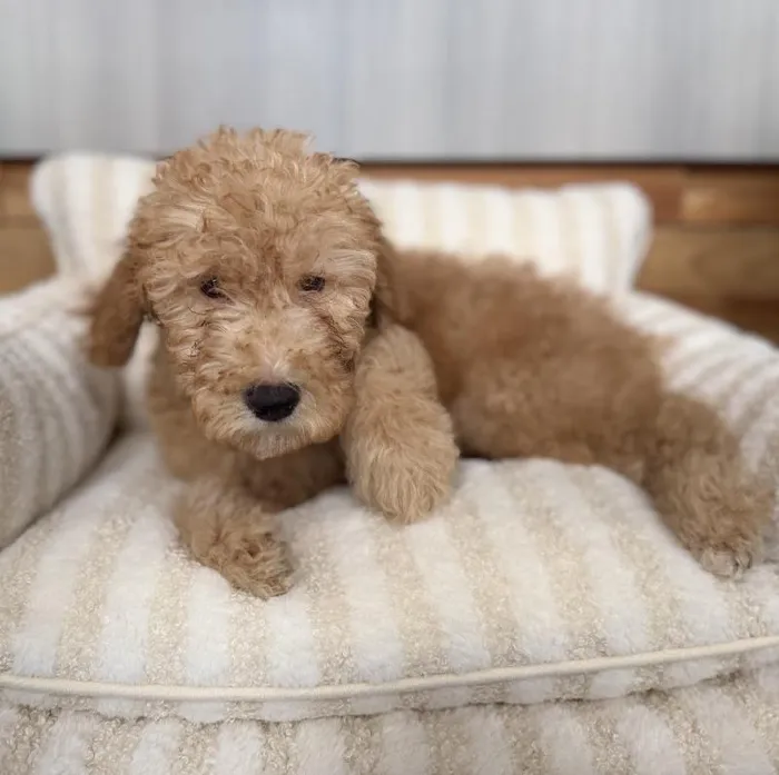 Male Goldendoodle puppy named Lucas for sale at Beach Blvd.