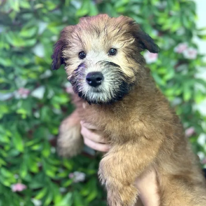 Female Soft Coated Wheaten Terrier puppy named Shelly for sale at San Jose Blvd.