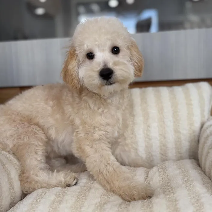 Male Bichapoo puppy named Brûleé for sale at Beach Blvd.