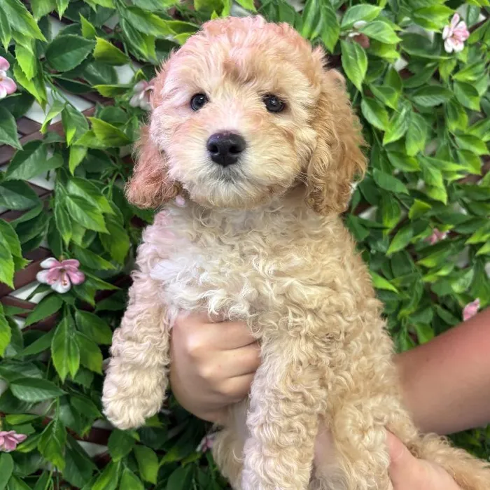 Male Cavapoo Puppy for Sale in Jacksonville, FL