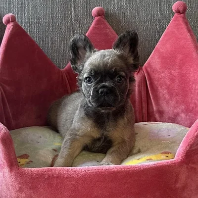 Female French Bulldog Puppy for Sale in Jacksonville, FL