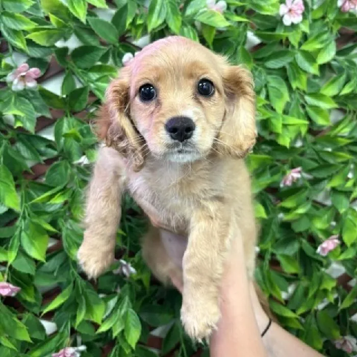 Female Cavapoo puppy named Lola for sale at San Jose Blvd.