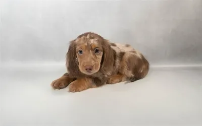 Male Mini Dachshund puppy named Cash for sale at San Jose Blvd.