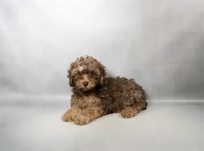 Male Cockapoo puppy named Truffle for sale at San Jose Blvd.