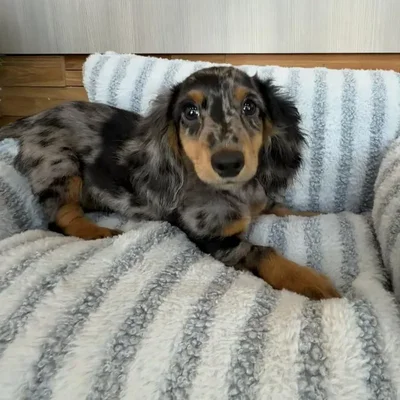 Male Dachshund puppy named Ash for sale at Beach Blvd.