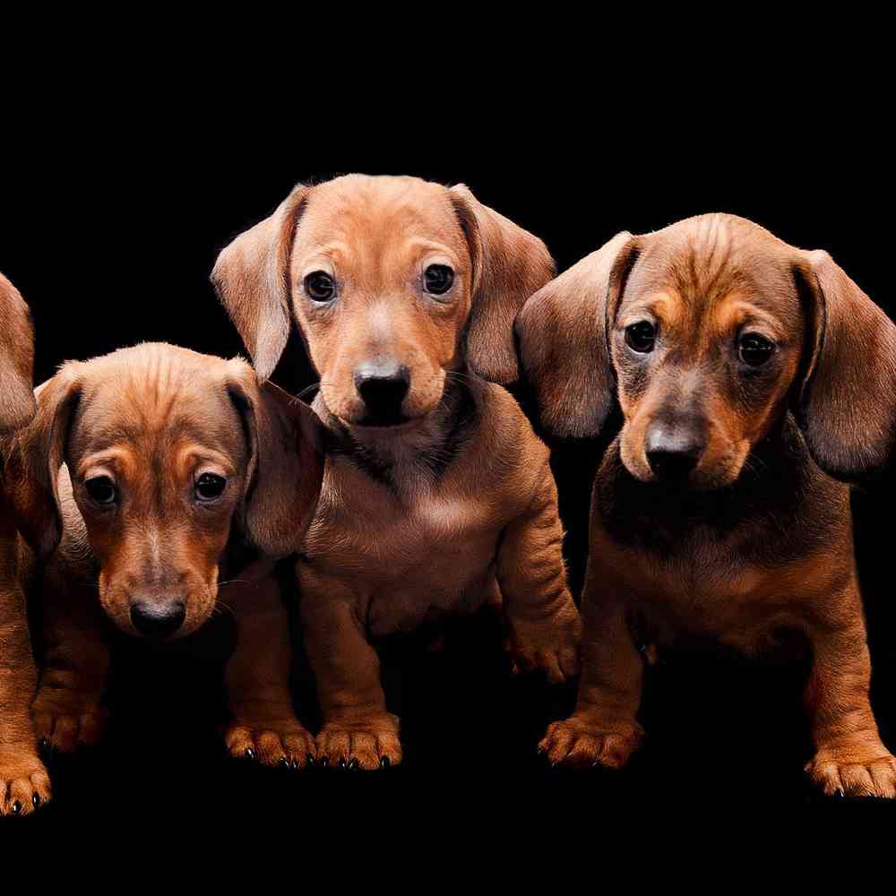 Mini Dachshund Puppies for Sale image