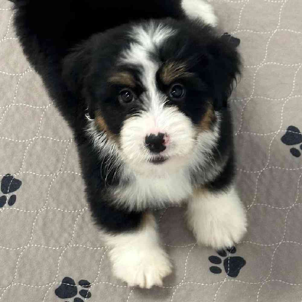 Female Bernedoodle Puppy for Sale in Jacksonville, FL image