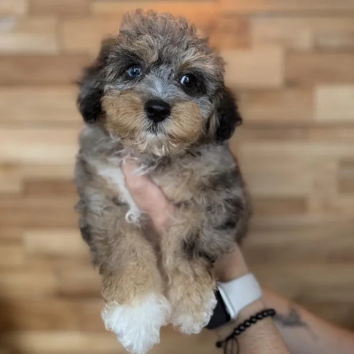 Male Poodle Puppy for Sale in Jacksonville, FL image