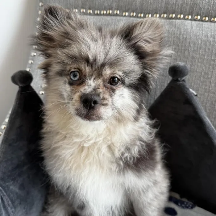 Male Peek-a-Pom Puppy for Sale in Jacksonville, FL image