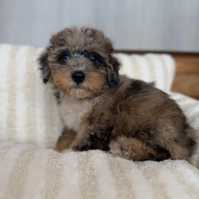Female Poodle Puppy for Sale in Jacksonville, FL