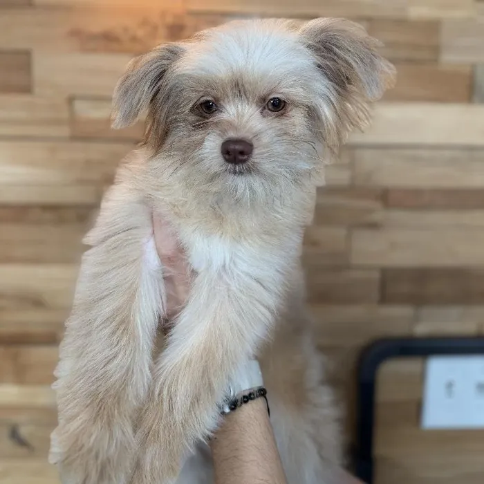 Male Shiranian Puppy for Sale in Jacksonville, FL image