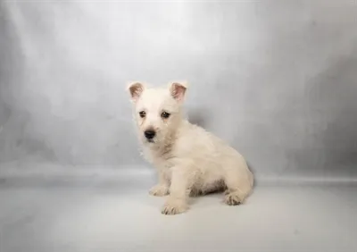 Male West Highland White Terrier puppy named Sherman for sale at Beach Blvd.