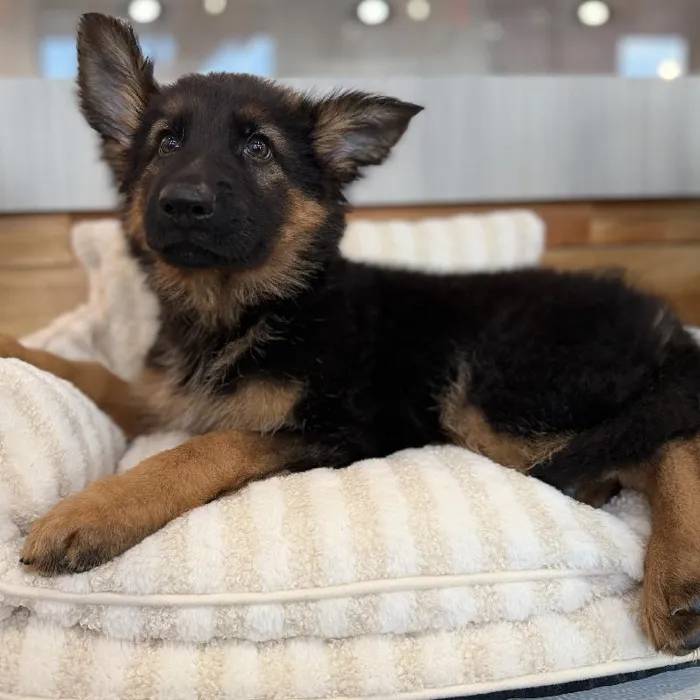 Male German Shepherd puppy named Bronco for sale at Beach Blvd.