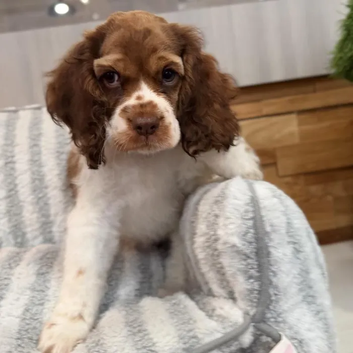 Female Cocker Spaniel puppy named Carly for sale at Beach Blvd.