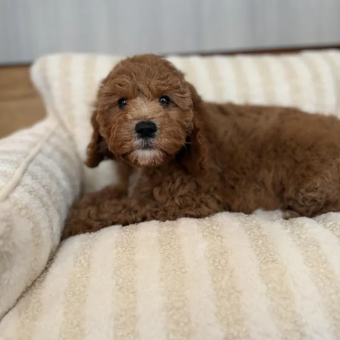 Female Cavapoo puppy named Allie for sale at Beach Blvd.