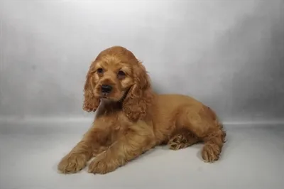 Female Cocker Spaniel puppy named Lady for sale at Beach Blvd.