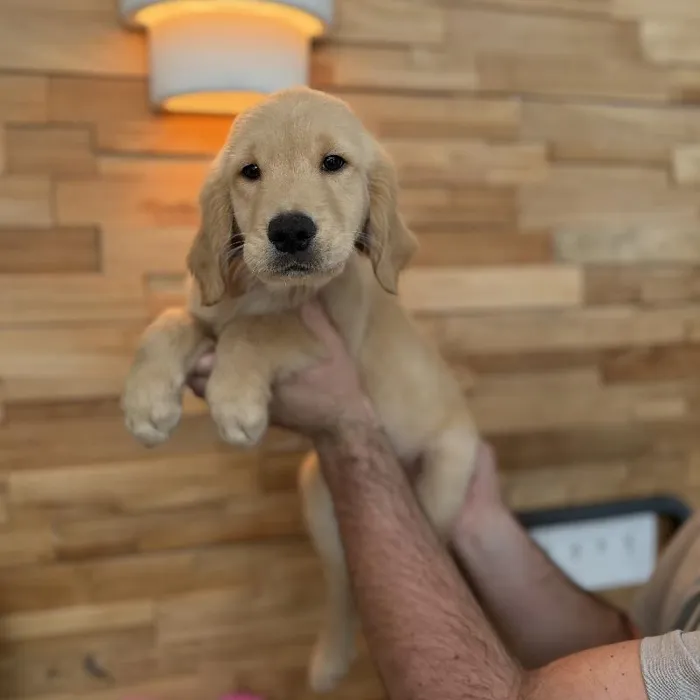 Male Golden Retriever puppy named Casper for sale at Beach Blvd.
