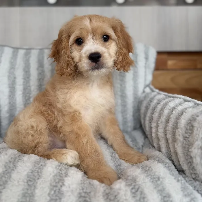 Male Cockapoo puppy named Bubbles for sale at Beach Blvd.
