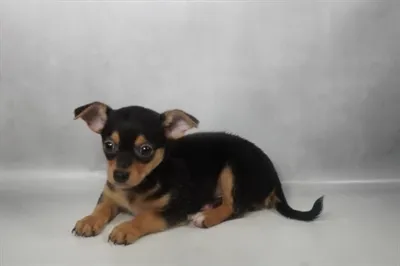 Male Chihuahua puppy named Pico for sale at San Jose Blvd.