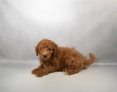Male Mini Goldendoodle puppy named Benji for sale at San Jose Blvd.
