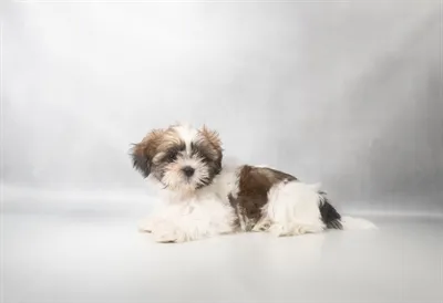 Male Shih Tzu puppy for sale at Beach Blvd.