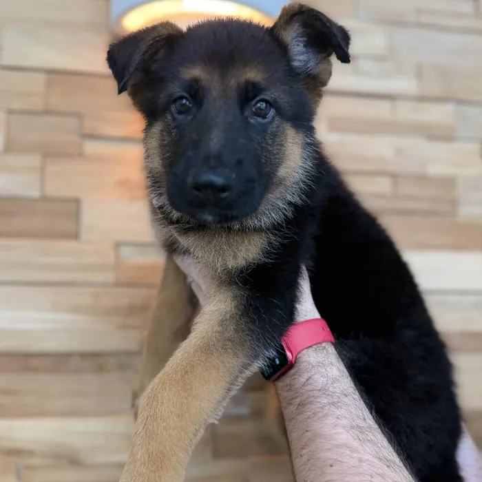 Male German Shepherd puppy named Tank for sale at Beach Blvd.