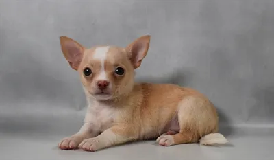 Female Chihuahua puppy for sale at Beach Blvd.
