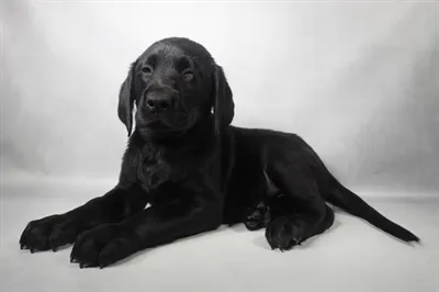 Male Labrador Retriever puppy named Dino for sale at San Jose Blvd.