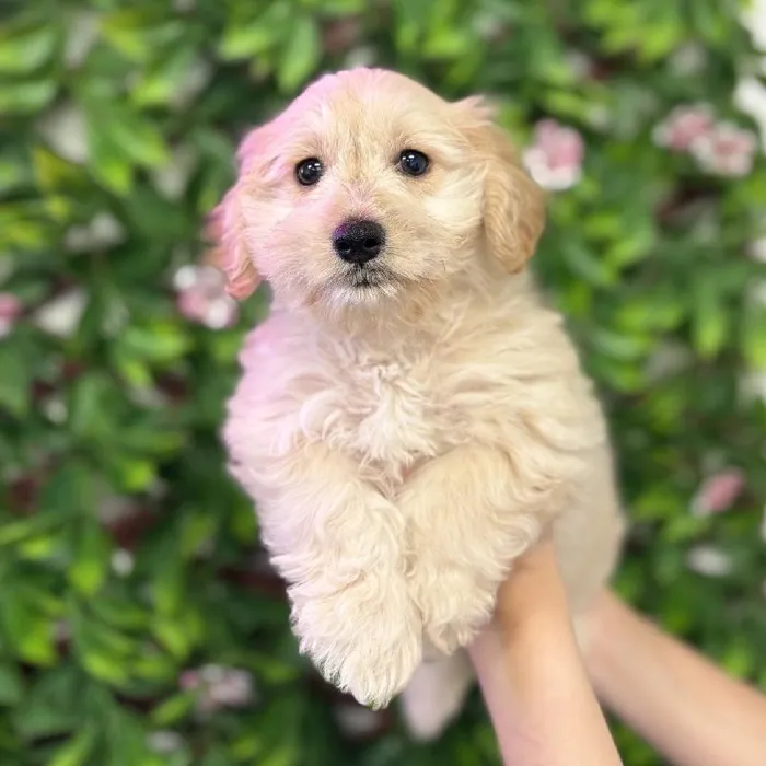 Male Moxie puppy named Flynn for sale at San Jose Blvd.