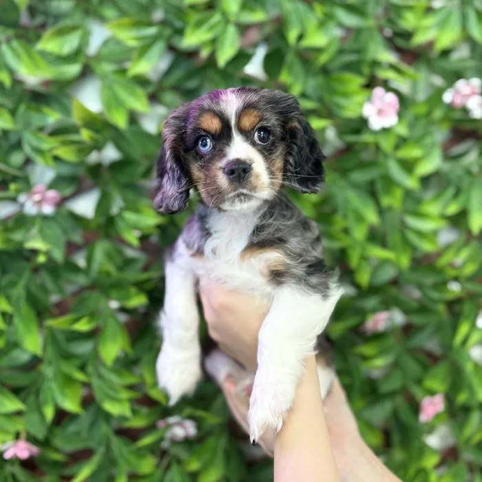 Female Cockalier puppy named Elsie for sale at San Jose Blvd.
