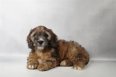 Female Cockapoo puppy named Honey for sale at San Jose Blvd.