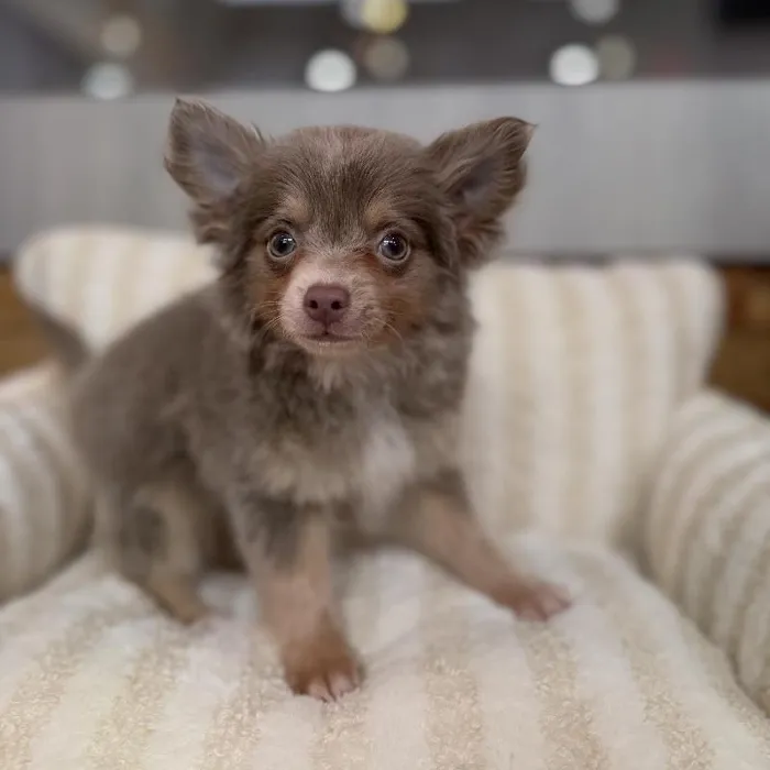 Male Chihuahua puppy named Archie for sale at Beach Blvd.