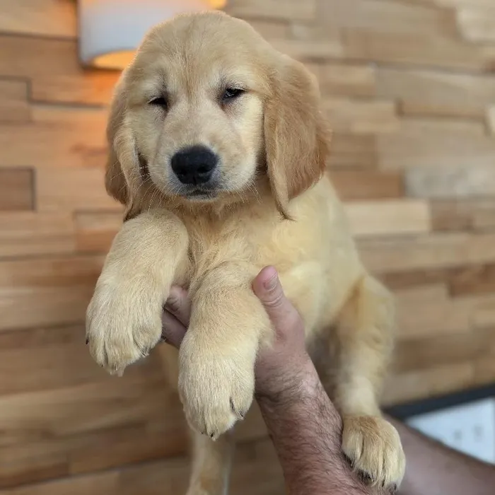 Male Golden Retriever puppy named Goose for sale at Beach Blvd.