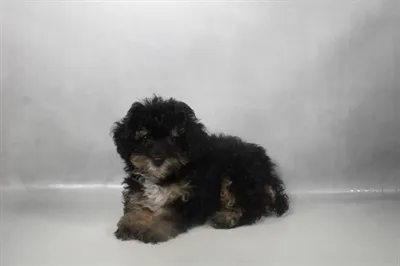 Male Toy Poodle puppy named Auburn for sale at San Jose Blvd.
