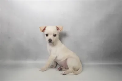 Male Chihuahua puppy named Tito for sale at Beach Blvd.