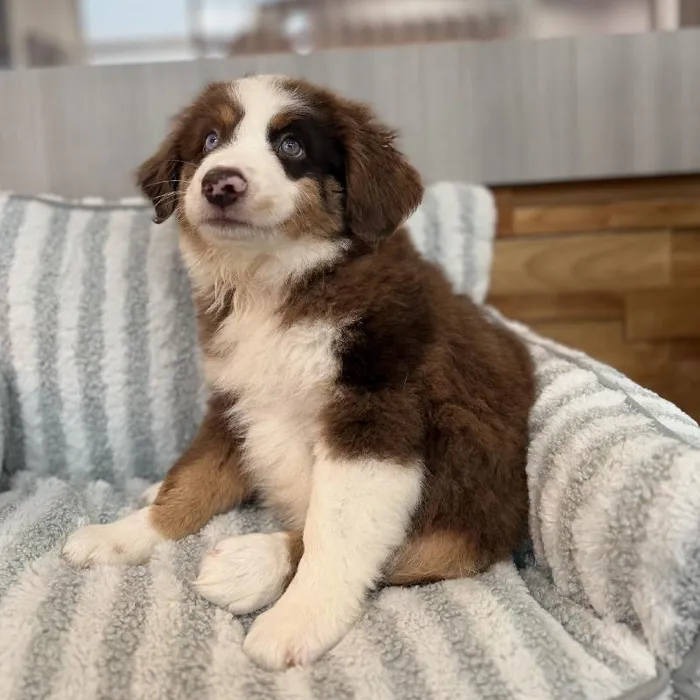 Male Australian Shepherd puppy named Crosby for sale at Beach Blvd.