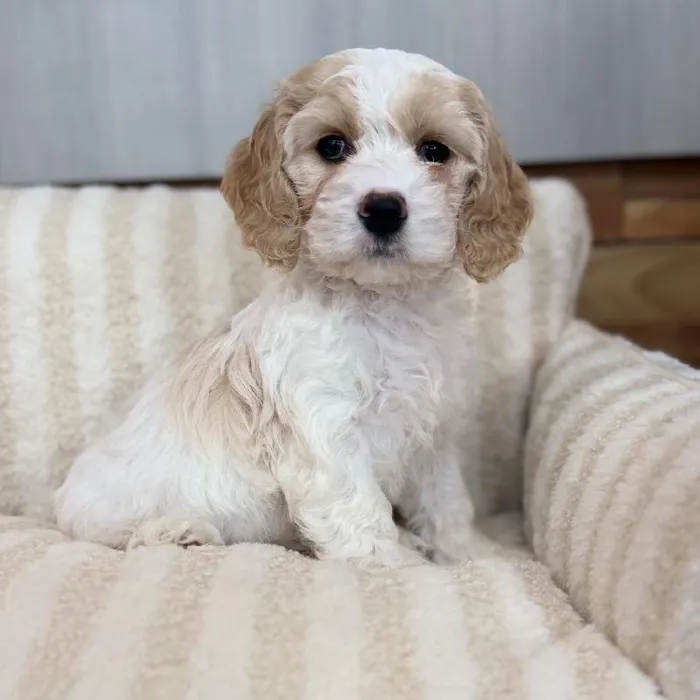 Female Cockapoo puppy named Dolly for sale at Beach Blvd.