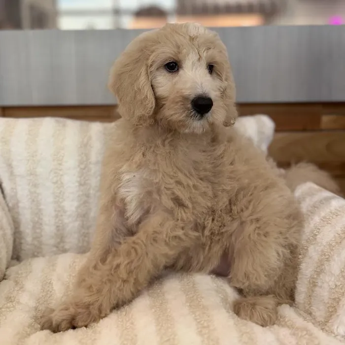 Female Mini Goldendoodle puppy named Birdie for sale at Beach Blvd.