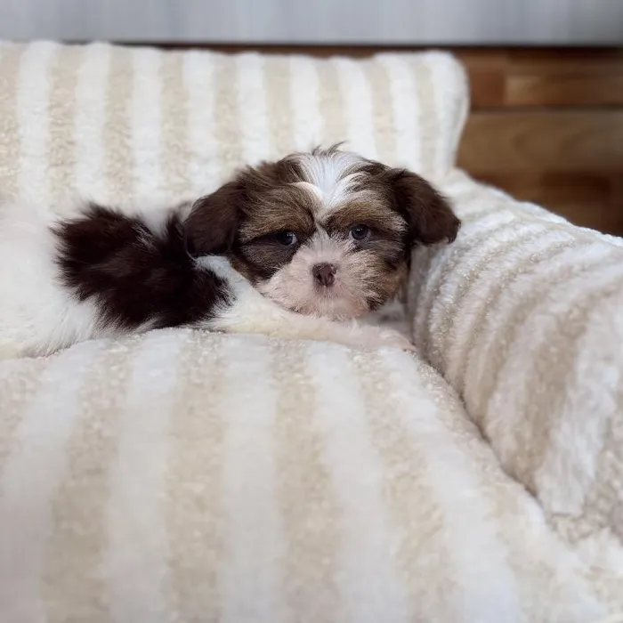 Male Shih Tzu puppy named Alvin for sale at Beach Blvd.