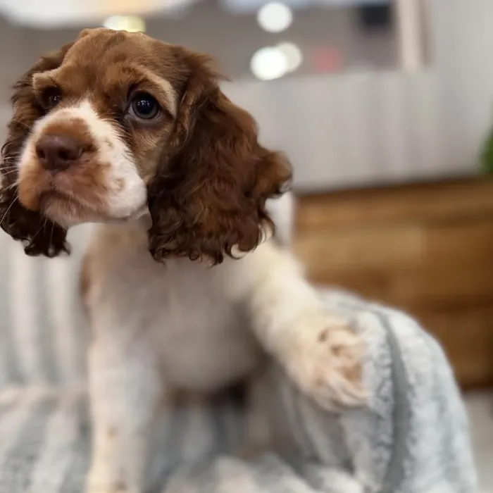 Female Cocker Spaniel puppy named Carly for sale at Beach Blvd.