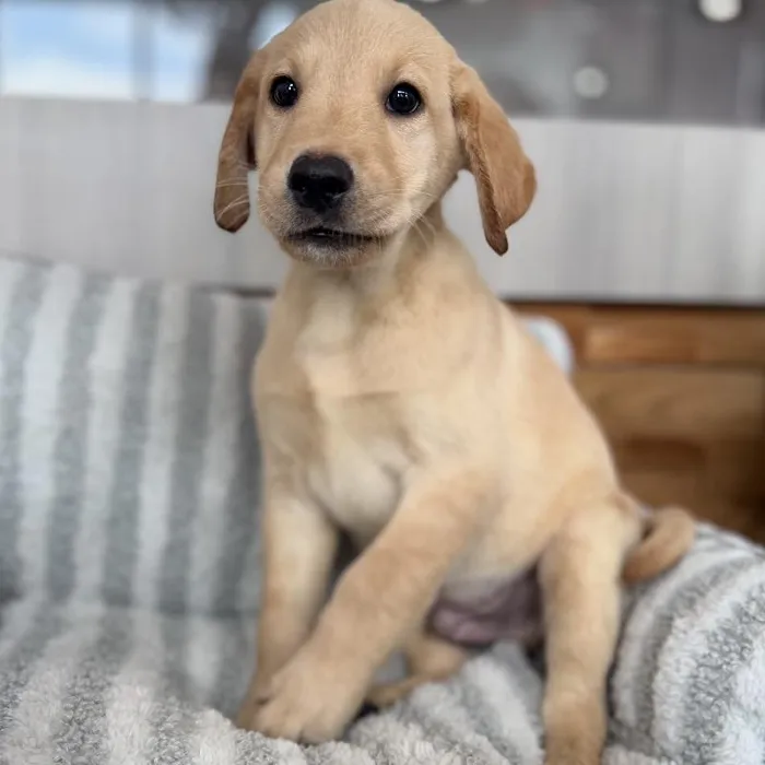 Male Labrador Retriever puppy named Rex for sale at Beach Blvd.
