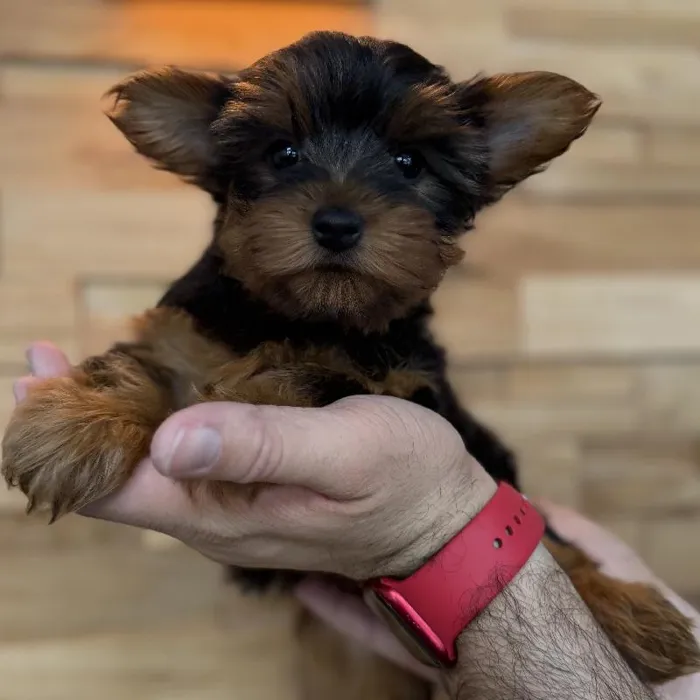 Female Yorkie puppy named Apple for sale at Beach Blvd.
