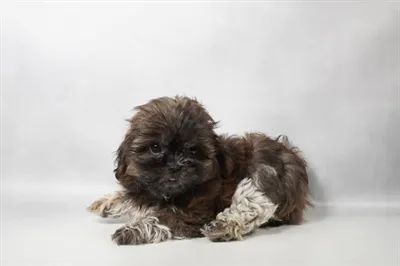 Female Shih Tzu puppy named Gigi for sale at San Jose Blvd.