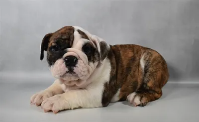 Female English Bulldog puppy for sale at Beach Blvd.