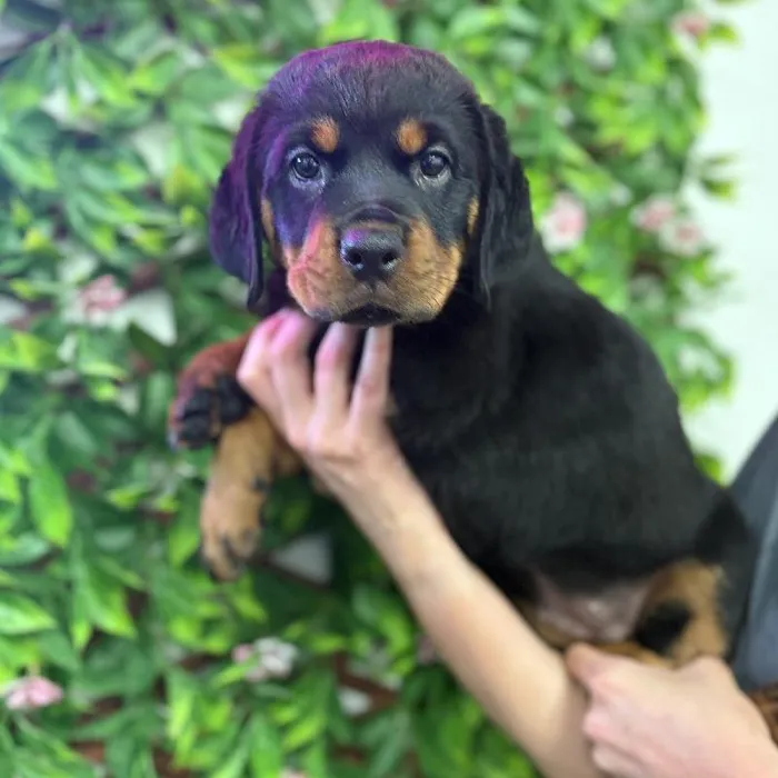 Female Rottweiler puppy named Cinnamon for sale at San Jose Blvd.