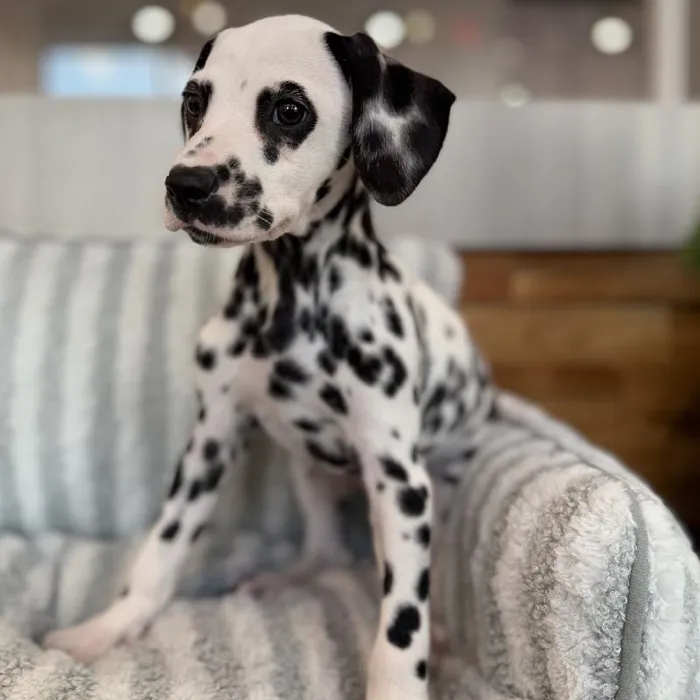 Female Dalmatian puppy named Bailey for sale at Beach Blvd.