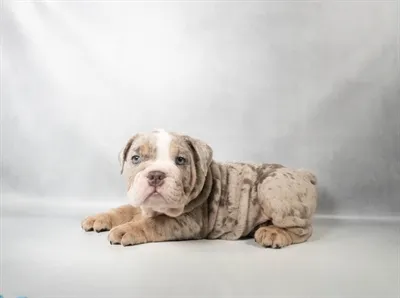 Male English Bulldog puppy for sale at San Jose Blvd.