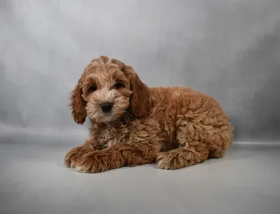 Female Cockapoo puppy for sale at Beach Blvd.