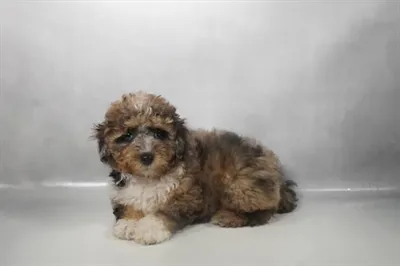 Female Poodle puppy named Indigo for sale at Beach Blvd.